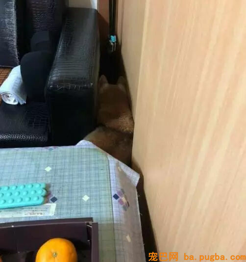 老年柴犬患失智症遗忘主人，主人的答复让人泪目...-4.jpg