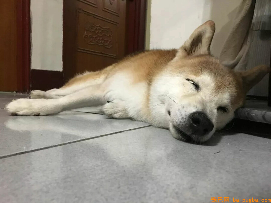 老年柴犬患失智症遗忘主人，主人的答复让人泪目...-5.jpg