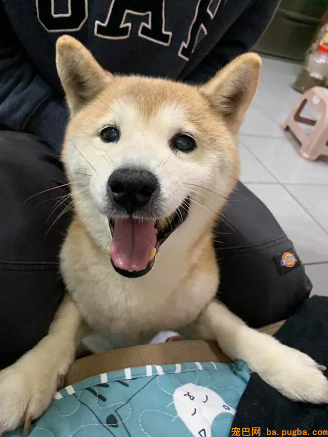老年柴犬患失智症遗忘主人，主人的答复让人泪目...-7.jpg
