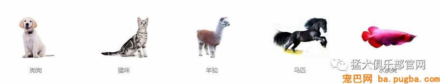 共享宠物供人取乐，美其名曰关注漂泊狗？不好意思这波操作我看不懂-3.jpeg