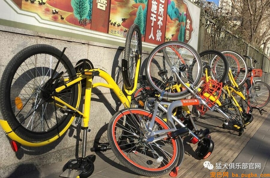 共享宠物供人取乐，美其名曰关注漂泊狗？不好意思这波操作我看不懂-9.jpeg