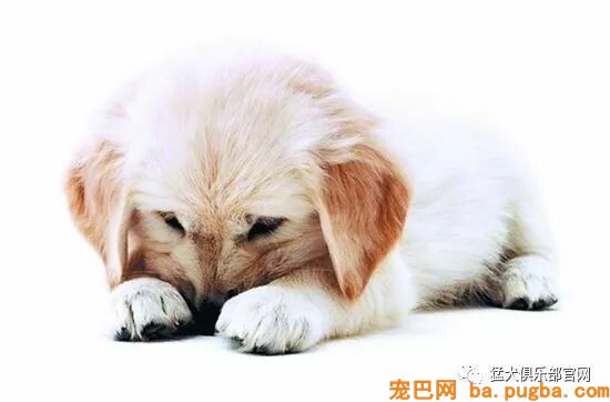 共享宠物供人取乐，美其名曰关注漂泊狗？不好意思这波操作我看不懂-14.jpeg