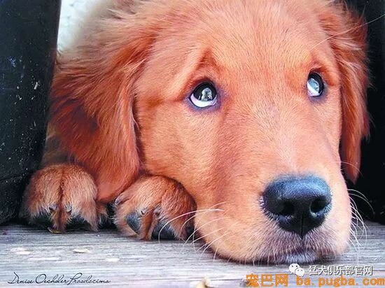 共享宠物供人取乐，美其名曰关注漂泊狗？不好意思这波操作我看不懂-12.jpeg