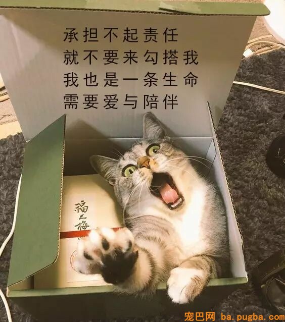 共享宠物供人取乐，美其名曰关注漂泊狗？不好意思这波操作我看不懂-15.jpeg