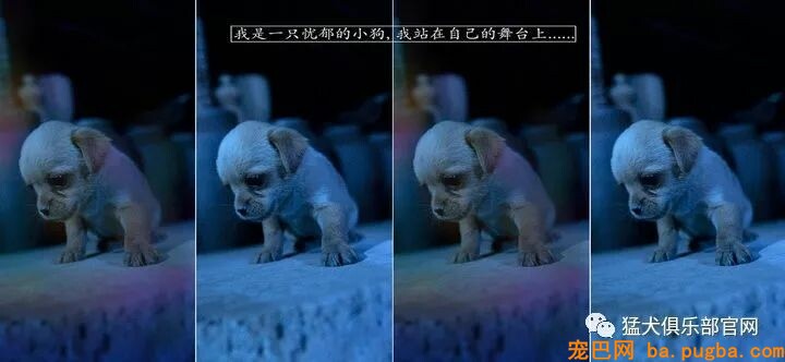 共享宠物供人取乐，美其名曰关注漂泊狗？不好意思这波操作我看不懂-16.jpeg