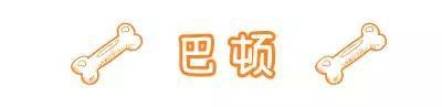 不要瞧不起漂泊狗，它们一点儿都不丑！-5.jpeg