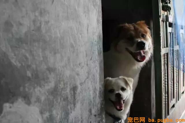 不要瞧不起漂泊狗，它们一点儿都不丑！-3.jpeg