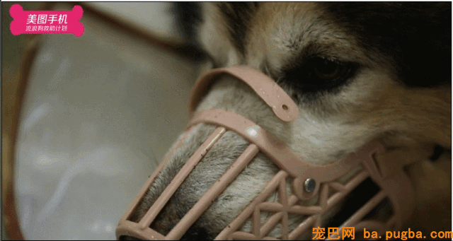 不要瞧不起漂泊狗，它们一点儿都不丑！-7.gif