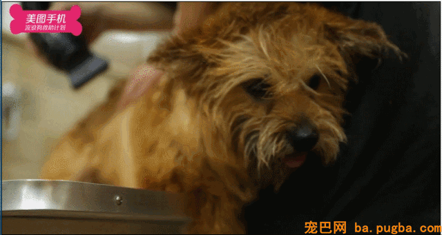 不要瞧不起漂泊狗，它们一点儿都不丑！-14.gif