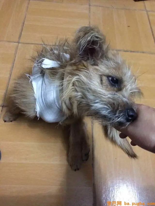 不要瞧不起漂泊狗，它们一点儿都不丑！-13.jpeg