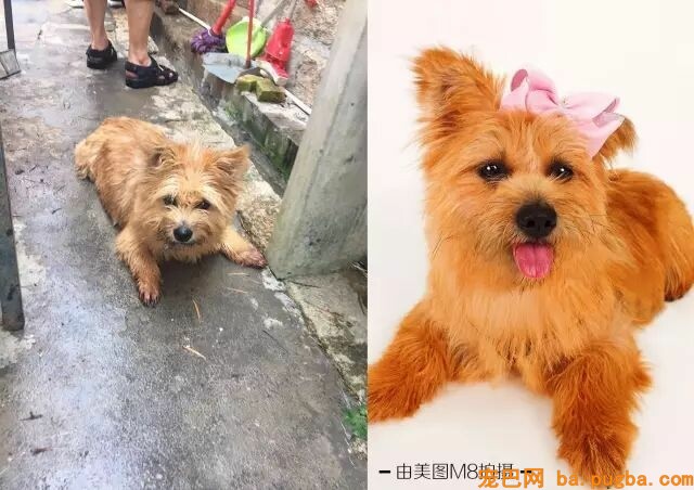 不要瞧不起漂泊狗，它们一点儿都不丑！-18.jpeg