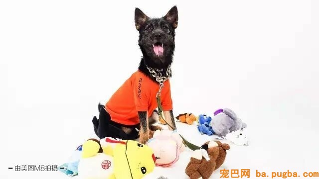 不要瞧不起漂泊狗，它们一点儿都不丑！-24.jpeg