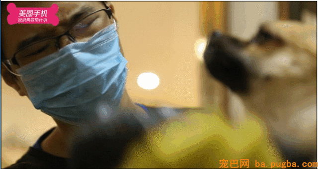 不要瞧不起漂泊狗，它们一点儿都不丑！-28.gif