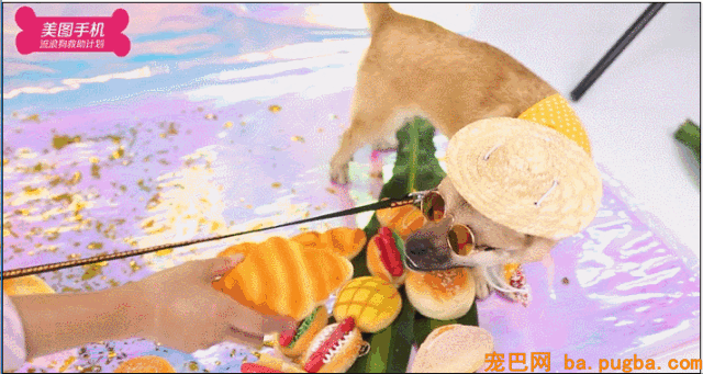 不要瞧不起漂泊狗，它们一点儿都不丑！-29.gif