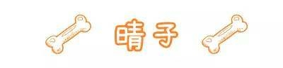 不要瞧不起漂泊狗，它们一点儿都不丑！-34.jpeg