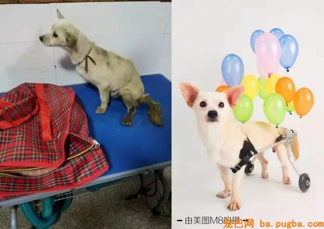 不要瞧不起漂泊狗，它们一点儿都不丑！-40.jpeg
