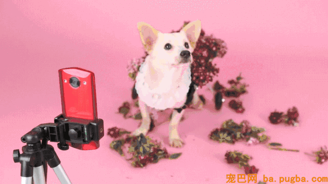 不要瞧不起漂泊狗，它们一点儿都不丑！-42.gif