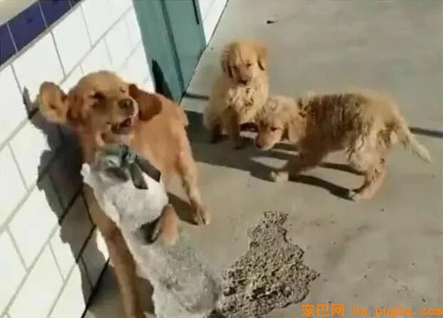 金毛在屋外玩耍，突然惨叫一声，主人跑出去后：活该……-4.jpeg