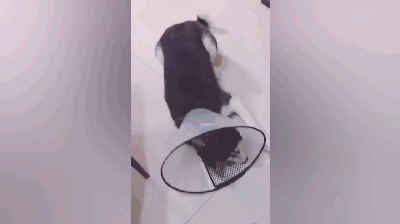 主人惩罚二哈舔下柠檬，二哈酸到腿都不听使唤了...-4.gif