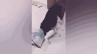 主人惩罚二哈舔下柠檬，二哈酸到腿都不听使唤了...-3.gif