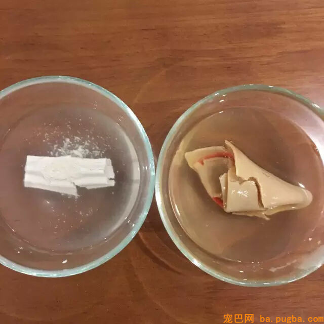 主人惩罚二哈舔下柠檬，二哈酸到腿都不听使唤了...-12.jpg