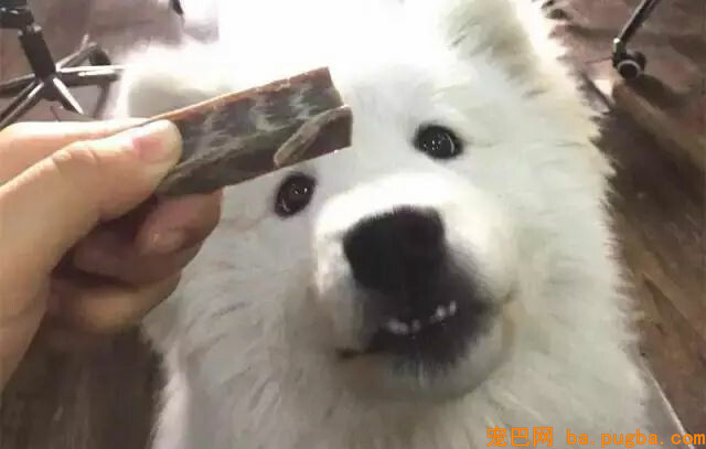 主人惩罚二哈舔下柠檬，二哈酸到腿都不听使唤了...-19.jpg
