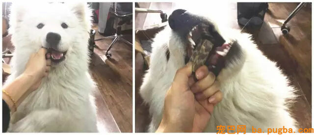 主人惩罚二哈舔下柠檬，二哈酸到腿都不听使唤了...-20.jpg
