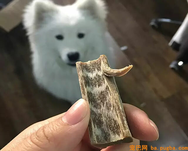 主人惩罚二哈舔下柠檬，二哈酸到腿都不听使唤了...-17.jpg