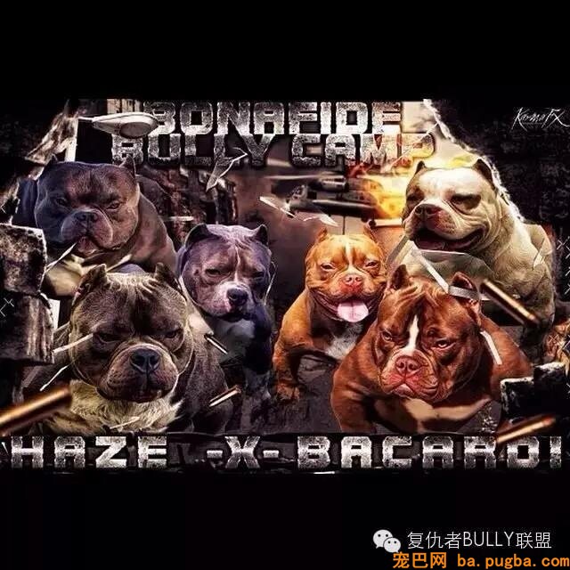 恶霸犬的由来-1.jpeg