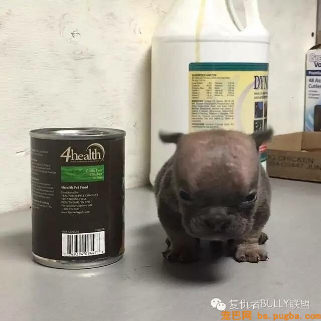 恶霸犬的由来-7.jpeg