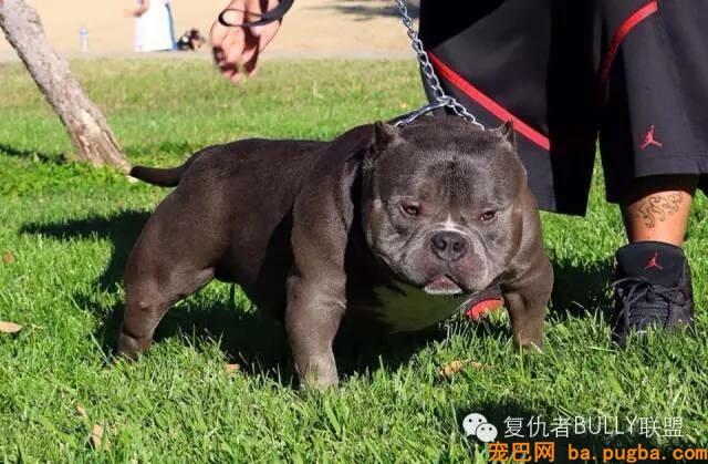 恶霸犬的由来-6.jpeg