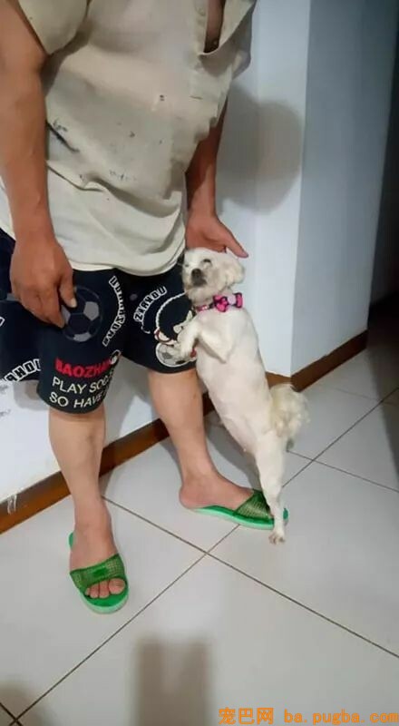 狗子偷吃怕被麻麻教训，转头立马向爸爸求助...很是机智了！-2.jpeg