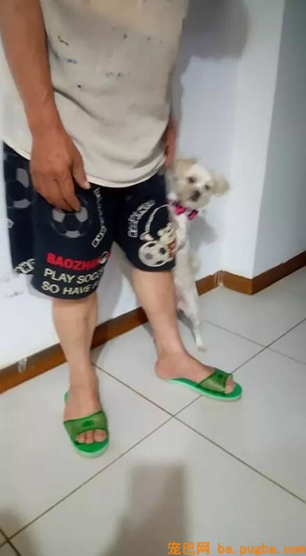 狗子偷吃怕被麻麻教训，转头立马向爸爸求助...很是机智了！-1.jpeg