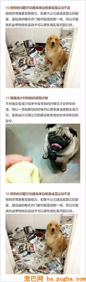假如你爱狗，必然要看完！-4.jpeg
