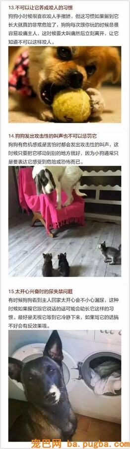 假如你爱狗，必然要看完！-5.jpeg