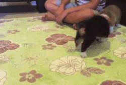 两只大狗和一只迷你狗抢玩具，你猜成果怎么样？-1.gif