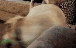 两只大狗和一只迷你狗抢玩具，你猜成果怎么样？-4.gif