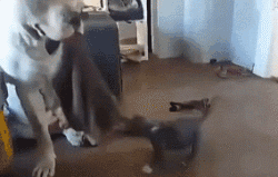 两只大狗和一只迷你狗抢玩具，你猜成果怎么样？-7.gif