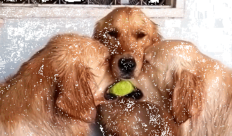 两只大狗和一只迷你狗抢玩具，你猜成果怎么样？-8.gif