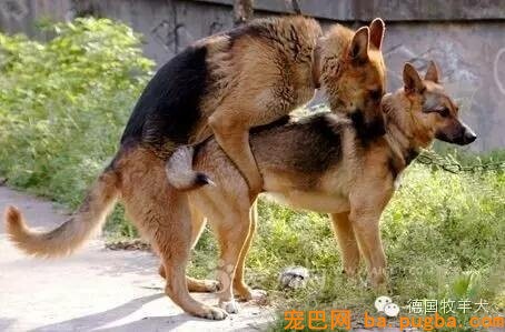 母犬为何不发情，养狗狗的狗友99%珍藏过了-1.jpeg