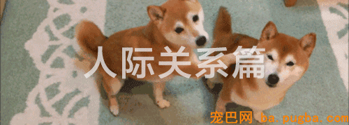 有狗的41个典型特征，你占了几个？-1.gif