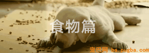 有狗的41个典型特征，你占了几个？-2.gif