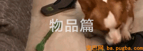 有狗的41个典型特征，你占了几个？-3.gif