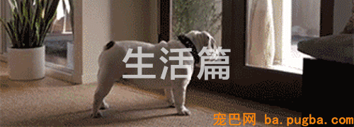 有狗的41个典型特征，你占了几个？-4.gif