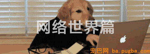 有狗的41个典型特征，你占了几个？-5.gif