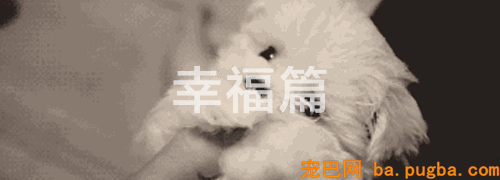 有狗的41个典型特征，你占了几个？-8.gif