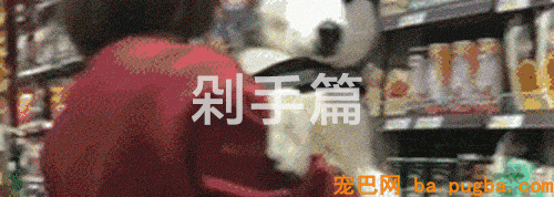有狗的41个典型特征，你占了几个？-6.gif