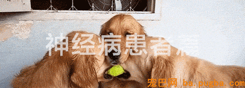有狗的41个典型特征，你占了几个？-7.gif