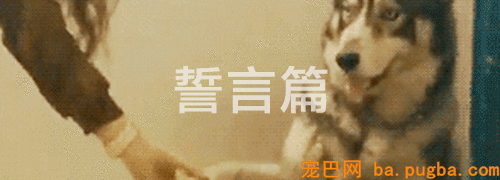 有狗的41个典型特征，你占了几个？-9.gif