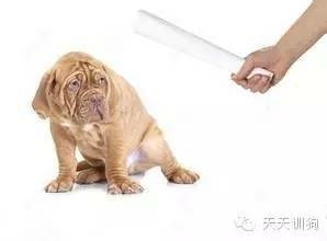 狗狗不听话能打吗？-1.jpeg